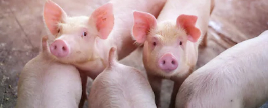 印尼農業部於12日宣布該國發生非洲豬瘟疫情